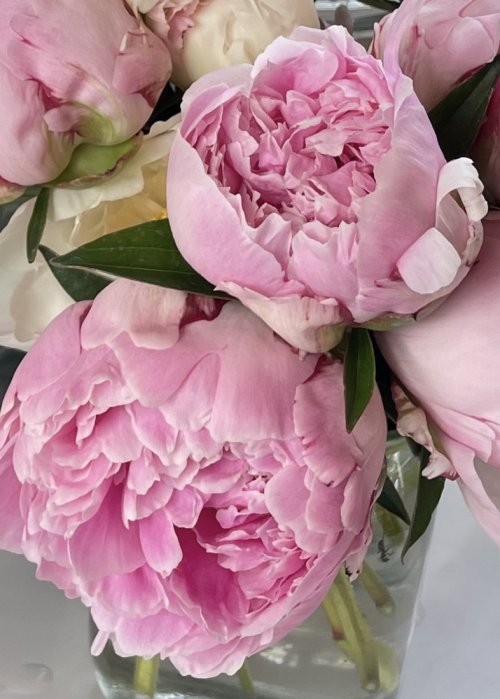 Peony Arrangement Workshop